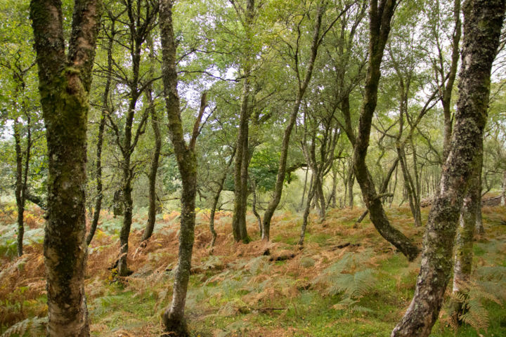 Fotografie mit dem Titel "Birch forest" von Myriam, Original-Kunstwerk, Digitale Fotografie