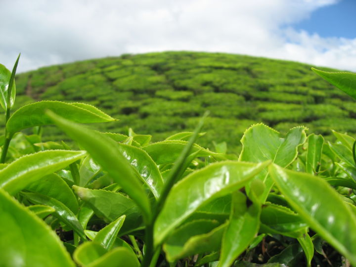 Fotografie mit dem Titel "Tea bush" von Myriam, Original-Kunstwerk, Digitale Fotografie