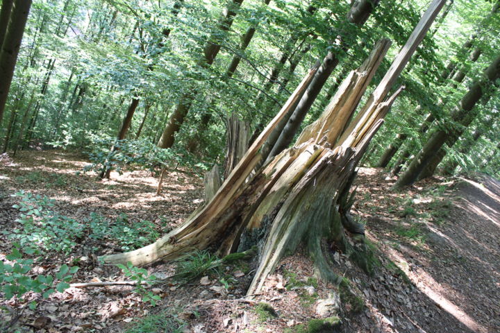 Fotografie mit dem Titel "Tree stump" von Myriam, Original-Kunstwerk, Digitale Fotografie