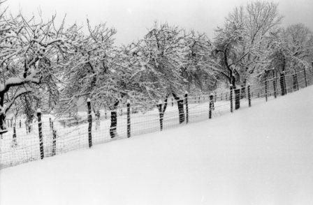 Photography titled "Verger sous la neige" by Francois-Henri Louchet, Original Artwork