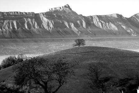 Photography titled "L'arbre de Venon" by Francois-Henri Louchet, Original Artwork