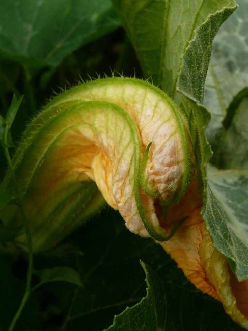 "FLEUR DE COURGE" başlıklı Fotoğraf Alain Fidon tarafından, Orijinal sanat