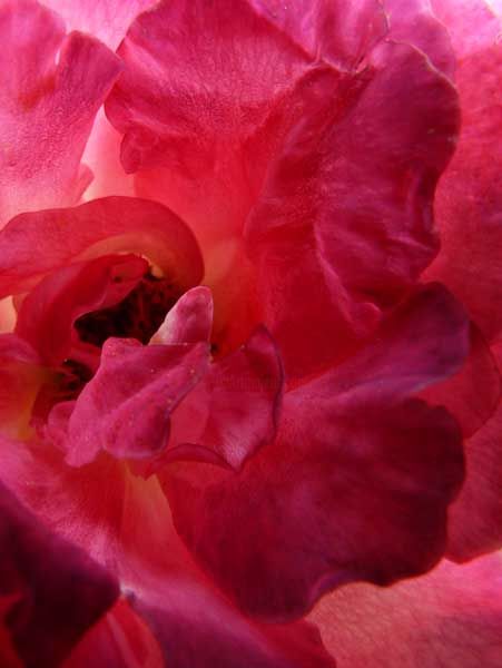 Fotografía titulada "REVERSIBLE ROUGE" por Alain Fidon, Obra de arte original