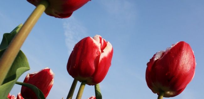 Photographie intitulée "Tulipes_032__1280x7…" par Patrice Imbert, Œuvre d'art originale