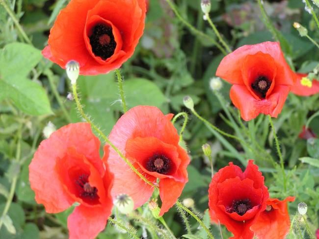 Peinture intitulée "coquelicots_chez_El…" par Filo, Œuvre d'art originale