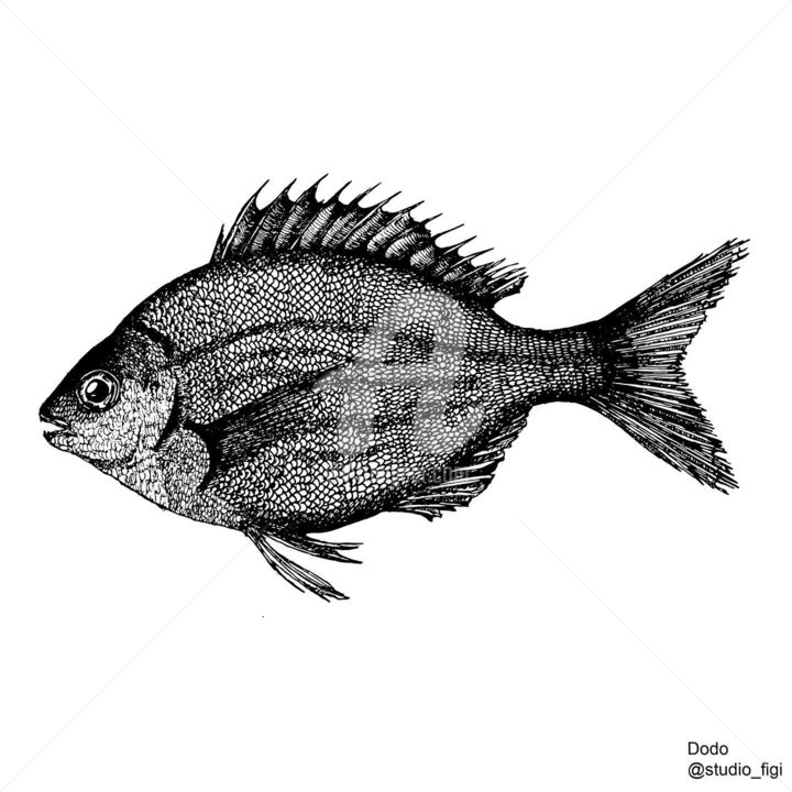 Zeichnungen mit dem Titel "Dorade fish  sea ​​…" von Studio Figi, Original-Kunstwerk, Kugelschreiber