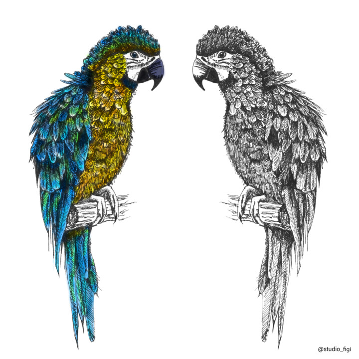 Drawing titled "Le perroquet a fait…" by Studio Figi, Original Art, Gel pen
