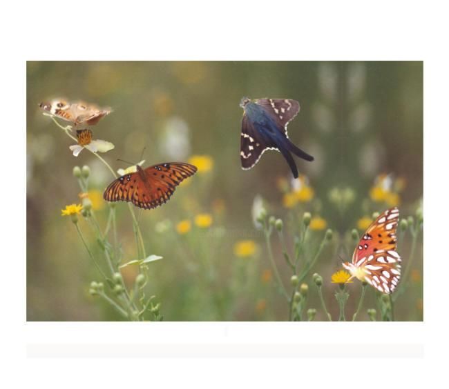 Photographie intitulée "Butterfly Field" par Terresa Whidden, Œuvre d'art originale