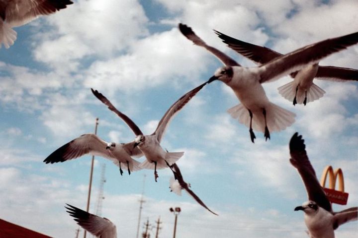 Photographie intitulée "Flying High" par Terresa Whidden, Œuvre d'art originale