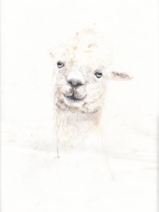 Рисунок под названием "Alpaca" - Fleur Elise Noble, Подлинное произведение искусства, Карандаш