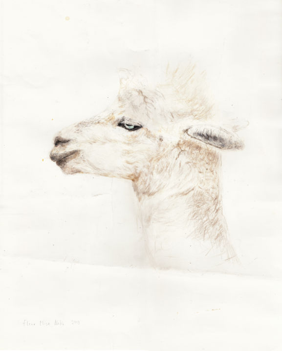 Drawing titled "Alpaca Profile" by Fleur Elise Noble, Original Artwork, Pencil