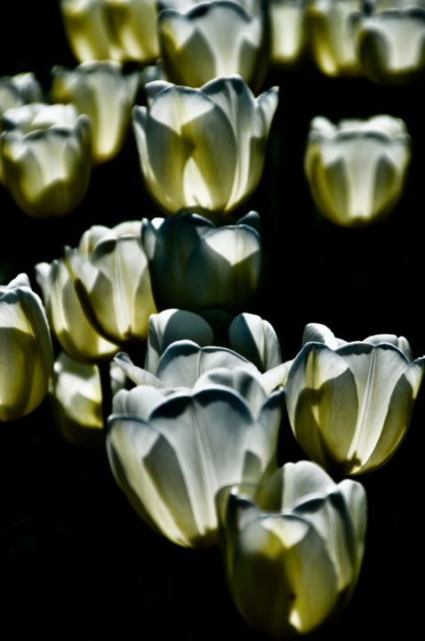 Photography titled "Tulipes" by Flo Char, Original Artwork, Digital Photography