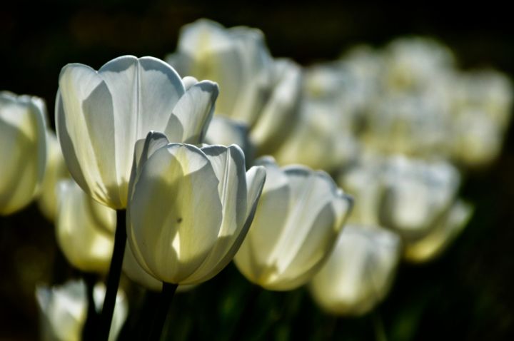 Photography titled "Tulipes en rang" by Flo Char, Original Artwork, Digital Photography
