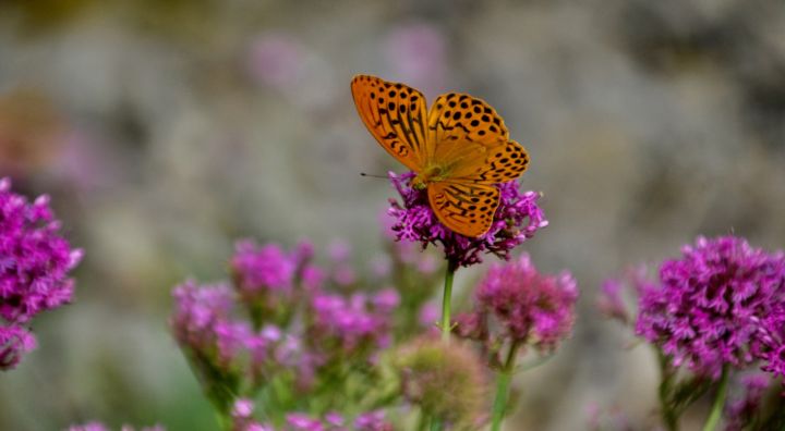 Photography titled "Papillon !" by Flo Char, Original Artwork, Digital Photography