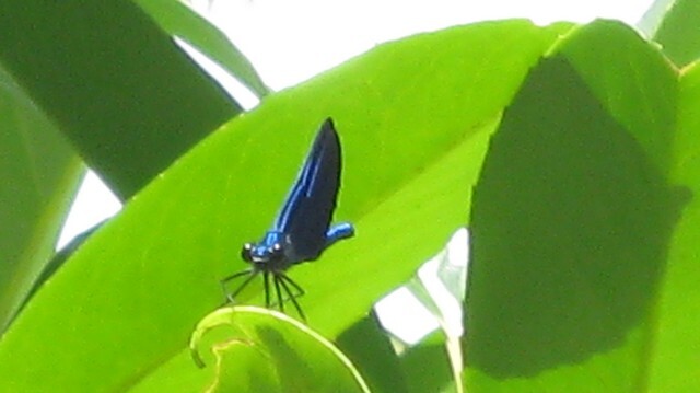 Photographie intitulée "Libellule Bleue / B…" par Flora I., Œuvre d'art originale