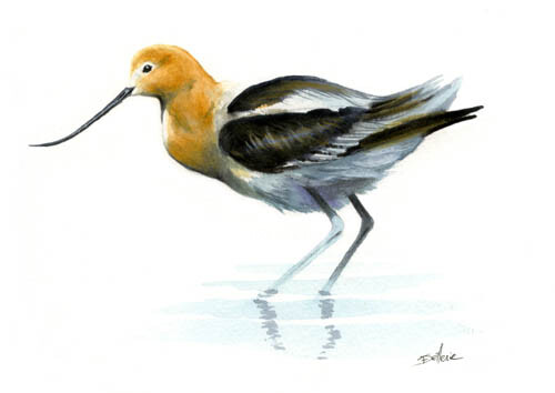 Peinture intitulée "Avocette américaine" par Florence Dellerie, Œuvre d'art originale, Huile