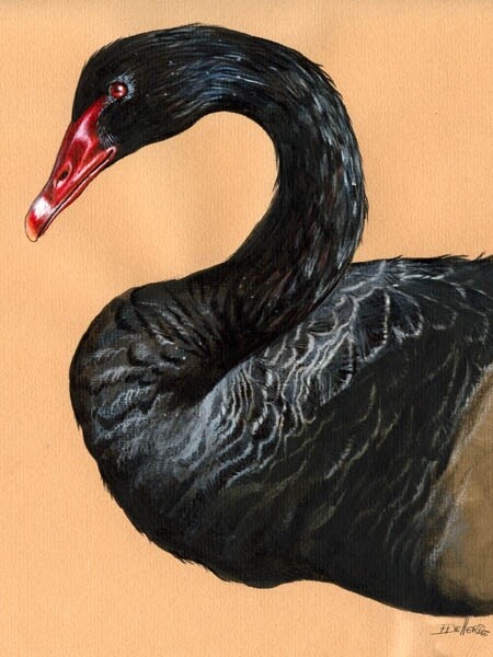 Peinture intitulée "Cygne noir" par Florence Dellerie, Œuvre d'art originale