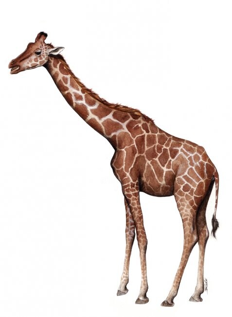 Peinture intitulée "Girafe" par Florence Dellerie, Œuvre d'art originale