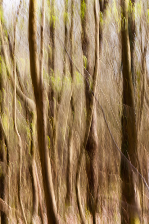 "Jungle" başlıklı Fotoğraf Florence Sanz tarafından, Orijinal sanat, Dijital Fotoğrafçılık