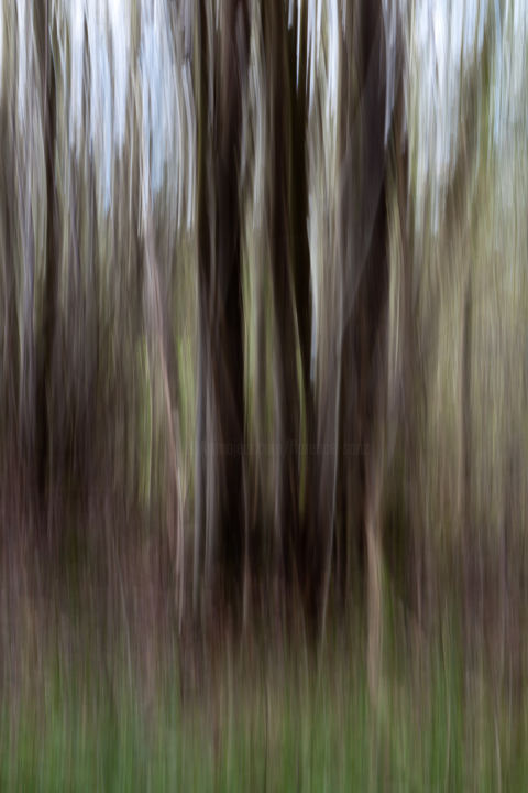 Photographie intitulée "Verticality" par Florence Sanz, Œuvre d'art originale, Photographie numérique