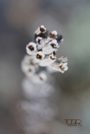 Photographie intitulée "Lavande" par Florence Tyrant, Œuvre d'art originale,