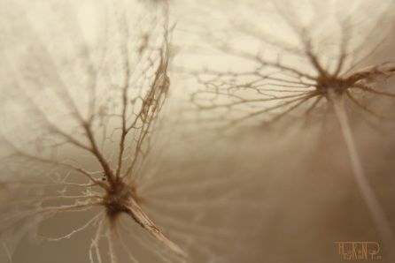 Photographie intitulée "Ce qui reste1" par Florence Tyrant, Œuvre d'art originale,