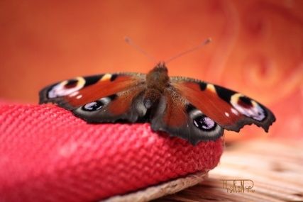 Photographie intitulée "papillon2" par Florence Tyrant, Œuvre d'art originale,