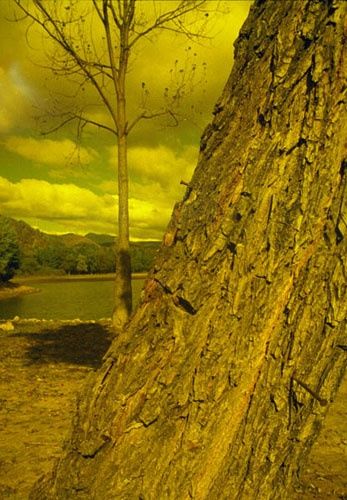 Photography titled "hide and seek" by Florin Pantilimon, Original Art,