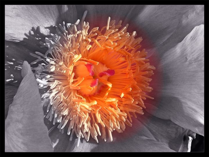 Photographie intitulée "Couleur florale" par Cedricart, Œuvre d'art originale, Photographie numérique