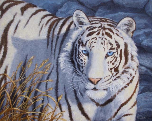 Malerei mit dem Titel "White Tiger "Crysta…" von Crista Forest, Original-Kunstwerk, Öl