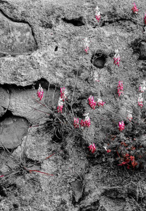 Fotografia intitolato "rough surface" da Carlo Cristani Amista', Opera d'arte originale, Fotografia digitale