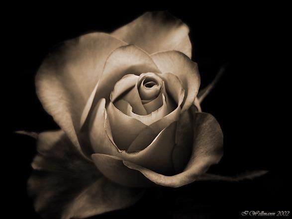 Fotografia zatytułowany „Just a rose” autorstwa Ilona Wellmann, Oryginalna praca