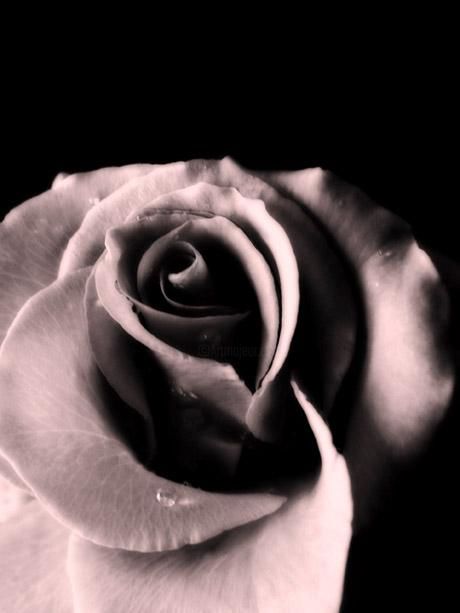Fotografia intitolato "The beauty of a rose" da Ilona Wellmann, Opera d'arte originale