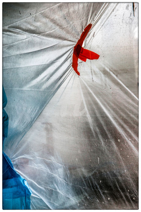Fotografie mit dem Titel "caught red bird" von Martina Chardin, Original-Kunstwerk, Digitale Fotografie