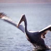 Photography titled "pelican" by Nehru Suleyman, Original Artwork