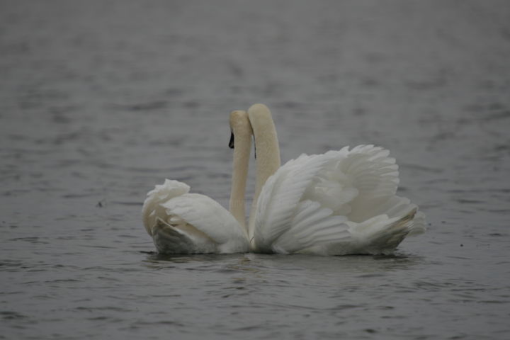 Photography titled "Swans Love" by Endo Fox, Original Artwork