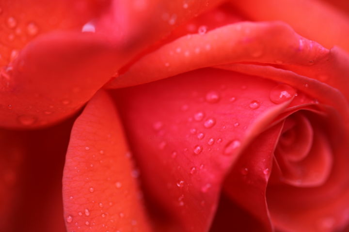 Photography titled "Rose" by Endo Fox, Original Artwork