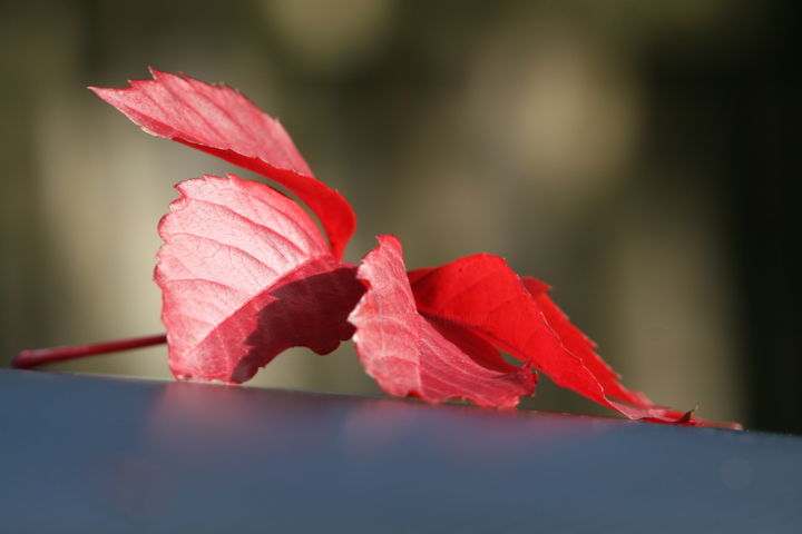 Photography titled "Autumn Colours I" by Endo Fox, Original Artwork