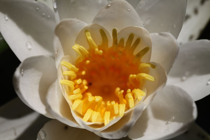 Photography titled "White Water Lily" by Endo Fox, Original Artwork