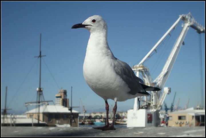 Photographie intitulée "Goeland de Cape Tow…" par Florence Pouget-Landrieu, Œuvre d'art originale