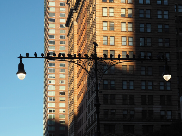 Fotografía titulada "Pigeons à Manhattan" por Florence Pouget-Landrieu, Obra de arte original, Fotografía digital