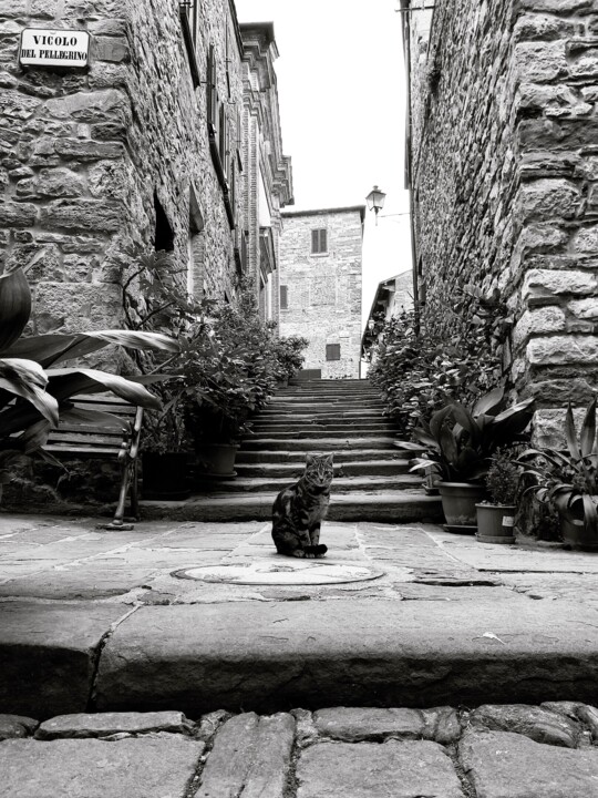 Fotografie getiteld "Gatto su pietra - p…" door Francesco Palmi, Origineel Kunstwerk, Digitale fotografie