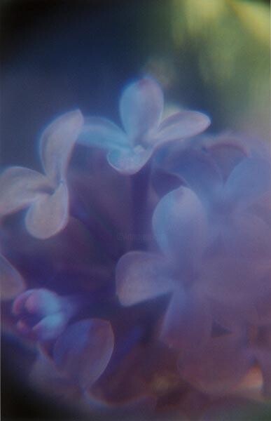 Photographie intitulée "Lilacs for Grace" par Francis A Willey, Œuvre d'art originale