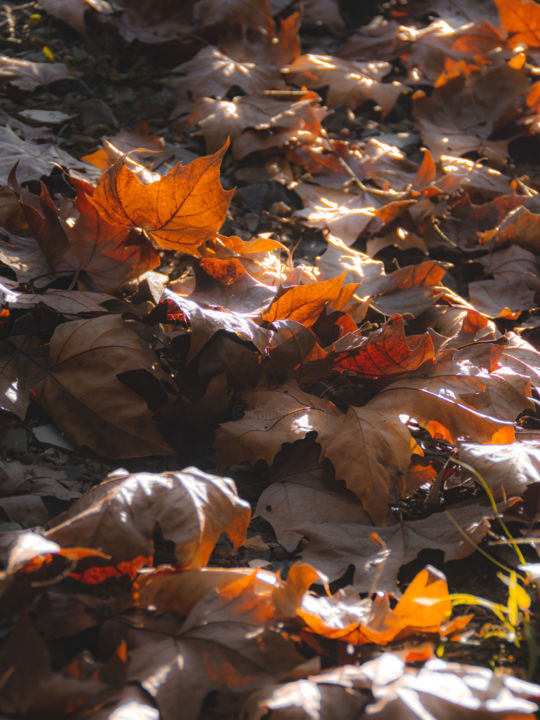 Photography titled "Fall" by Francisco Cavilha Neto, Original Artwork, Digital Photography