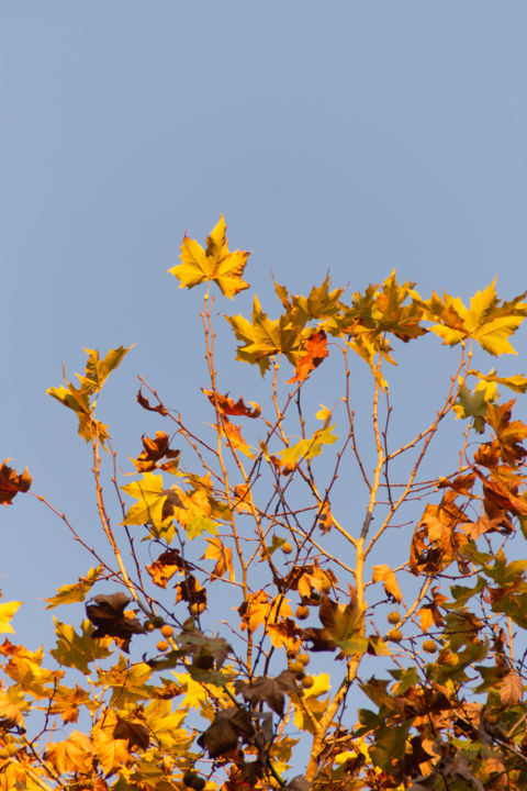 Photography titled "Autumn Leaves" by Francisco Cavilha Neto, Original Artwork, Digital Photography