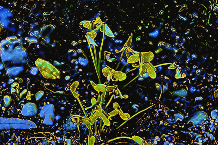 Arte digital titulada "Florecillas sobre n…" por Francisco Lopez Bermudez, Obra de arte original, Pintura Digital