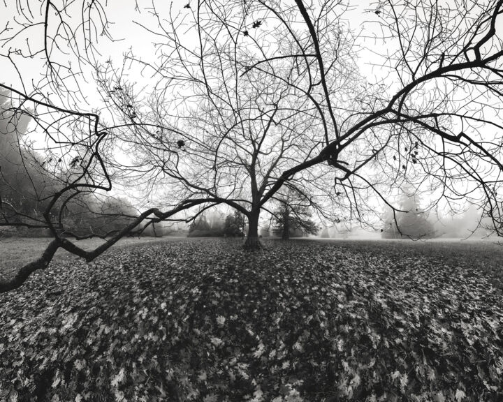 Photographie intitulée "Black Tree" par Franck Charles, Œuvre d'art originale, Photographie numérique