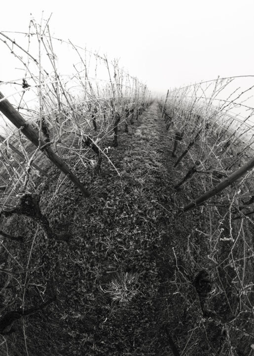 Photographie intitulée "Extra ball" par Franck Charles, Œuvre d'art originale, Photographie numérique