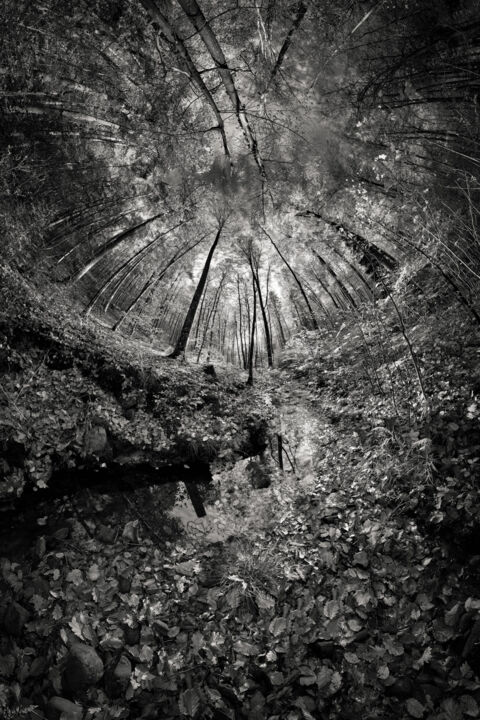 Fotografia intitolato "River forest" da Franck Charles, Opera d'arte originale, Fotografia digitale