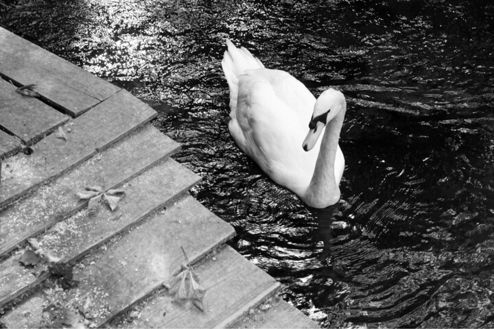 Photography titled "Cygne" by Franck Sanz, Original Artwork, Non Manipulated Photography